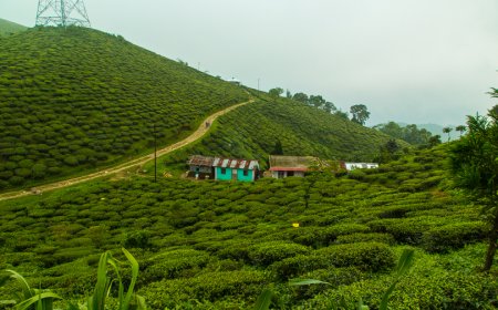 Romantic Getaways in Darjeeling: Best Places for Couples