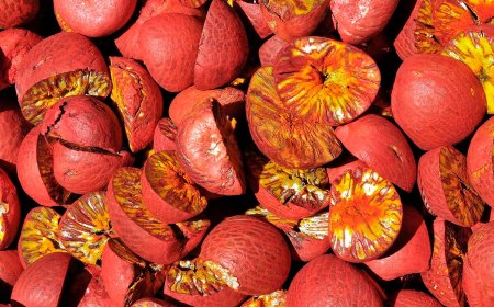 Keys to Running a Profitable Areca Nut Processing Plant Setup Report 2025: Cost Details