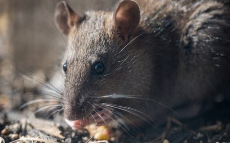 DIY vs. Professional Rat Control in Perth: What You Need to Know