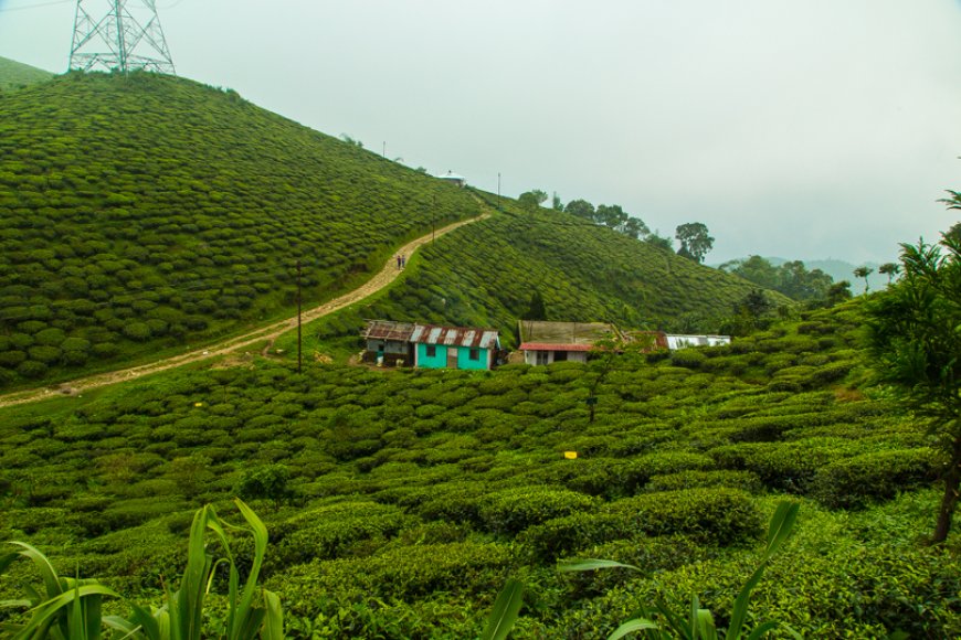 Romantic Getaways in Darjeeling: Best Places for Couples