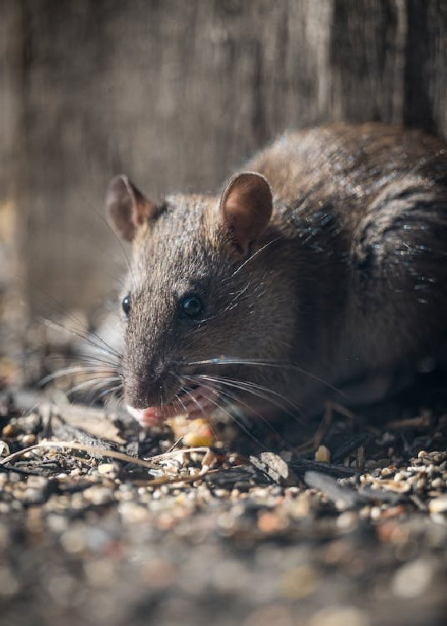 DIY vs. Professional Rat Control in Perth: What You Need to Know