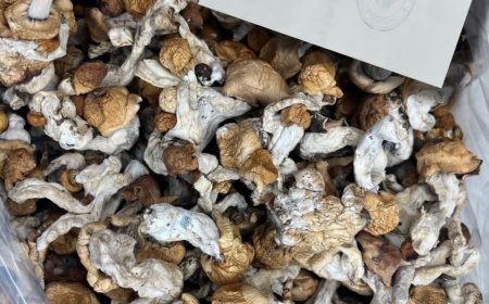 How to destroy magic mushroom near me