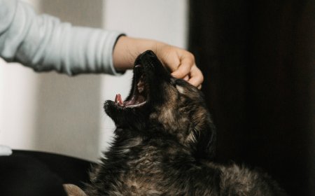 How to Manage Pet Sepsis: Symptoms, Treatment, and Prevention