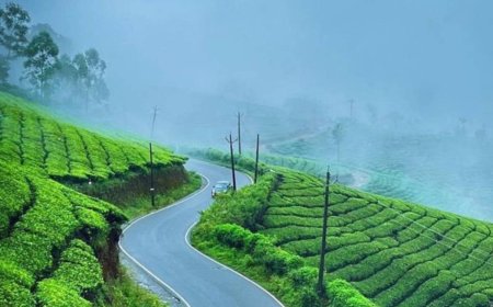 Your Next Escape: What to Expect from a Munnar Tour Packages for 3 Days