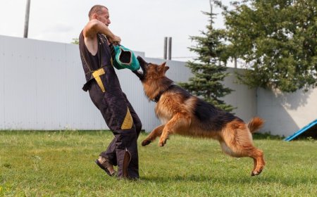 How the Best Dog Trainers in Los Angeles Get Fast, Reliable Results