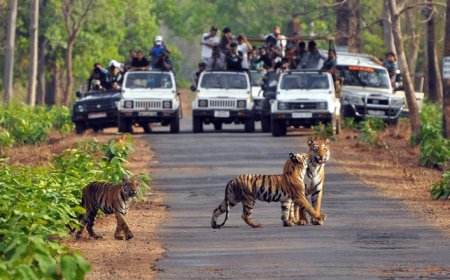 Explore the Scenic Nainital to Jim Corbett Distance Easily