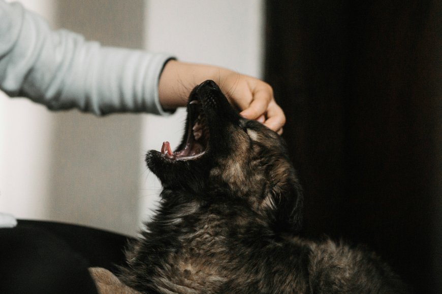 How to Manage Pet Sepsis: Symptoms, Treatment, and Prevention