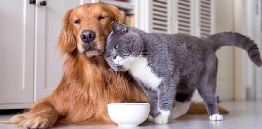 The Importance of Quality Pet Wear: Expert Insights from a Top Pet Clothing Store