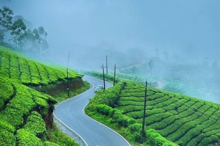 Your Next Escape: What to Expect from a Munnar Tour Packages for 3 Days